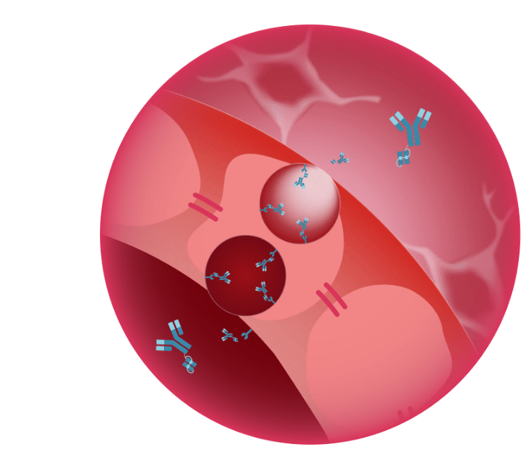 Crossing into the brain: <br>Receptor-mediated transcytosis