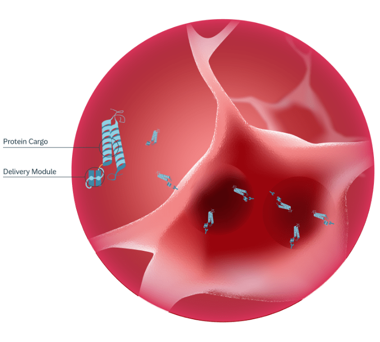 Delivery within the brain: <br>Uptake by CNS cells